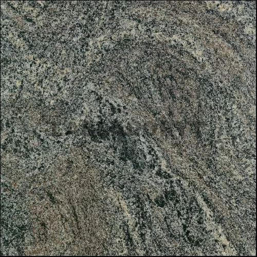 Paradiso Bush